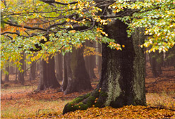 Turistický mikroregion HEŘMANOMĚSTECKO